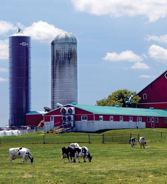 Cows in grass field with red barn in the distance