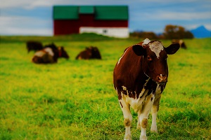 Cows in grass field with red barn in the distance